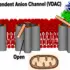 Mitochondrial Protein Discovery Reveals New Cancer Treatment Pathway